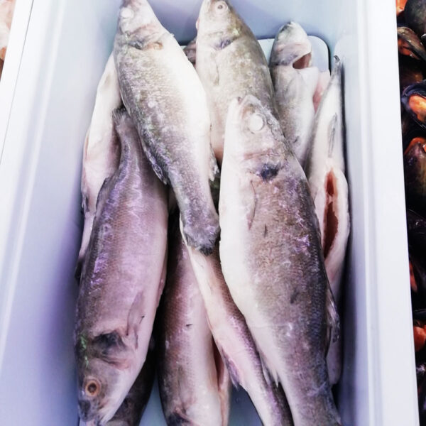 branzino eviscerato