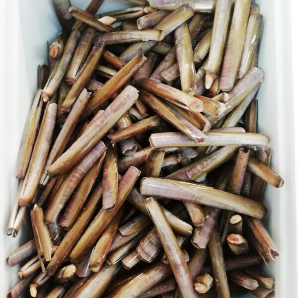Cannolicchio