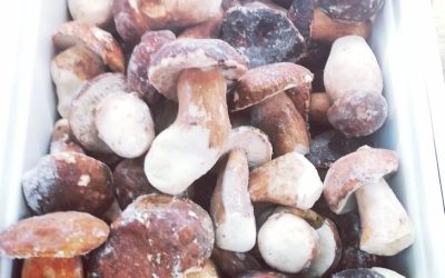 Funghi porcini interi