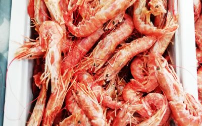 Gambero intero grande Argentina congelato a bordo
