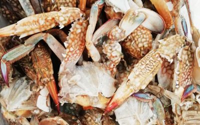 Granchietto tagliato a metà Conf. Gr. 500