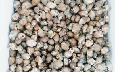 Lumachino di mare con guscio