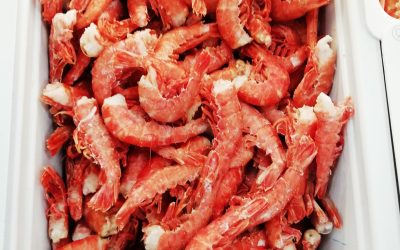 Gamberi code con guscio grandi Argentina