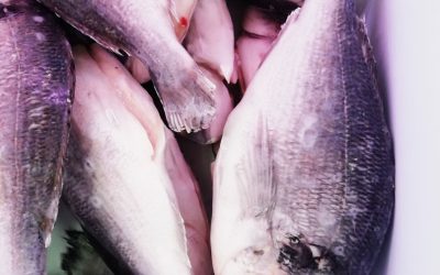 Orata intera eviscerata Gr 300/400