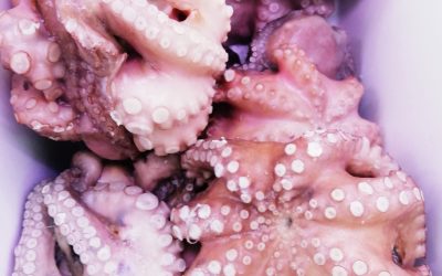 Polpo medio pulito Indopacifico