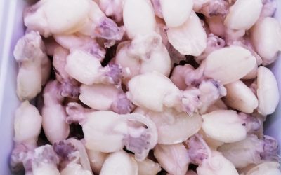 Seppiolina piccola pulita