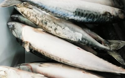 Sgombro intero Gr 300/400